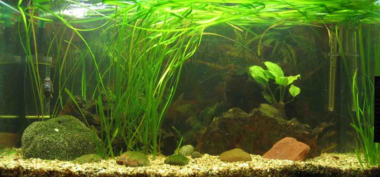 &copy; Zierfischfreunde Immenhausen-Holzhausen Aufgenommen am 21.6.2006